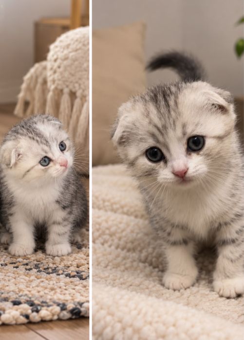 Продается котята скоттиш фолд