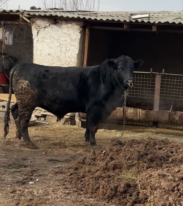 Ангус 3 жасар өгіз