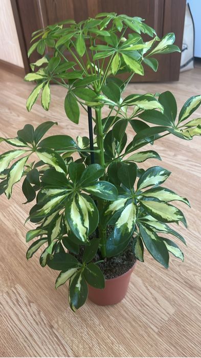 Комнатные оастения