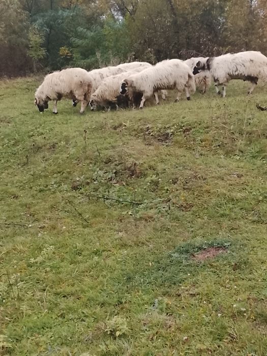 Vând 5 oi tinere 3 miele un berbec mior breaz și un berbecuț din primăvară tot breaz