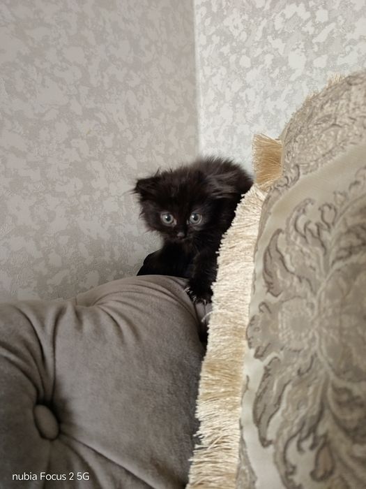 Продам котят 5000