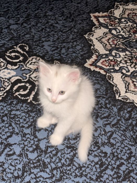 Продается домашний котенке