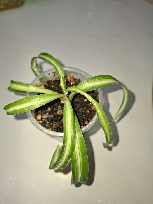 Продам Хлорофитум Кудрявый Бонни Вариегатный, укорененный черенок