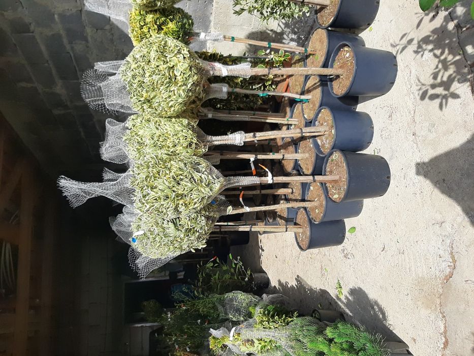 Vindem tuia brazi mesteacăn tei platan stejar frasin magnoli etc