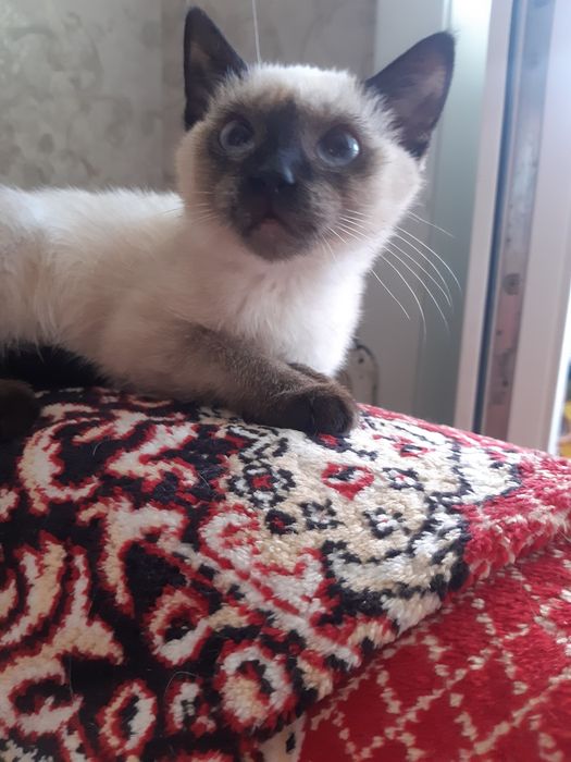 Очаровательные котята