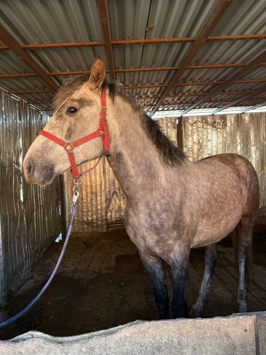 Жеребец, 4 года. На откорме