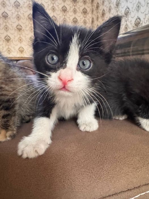 Кошки, отдам в добрые руки