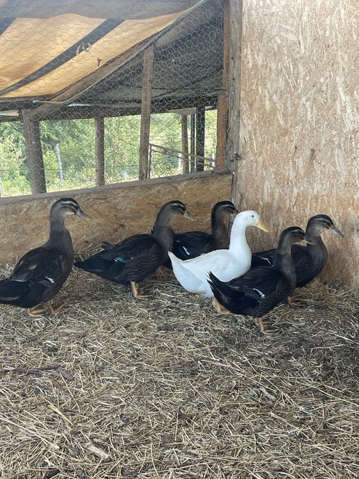 Rate rouen si pekin
