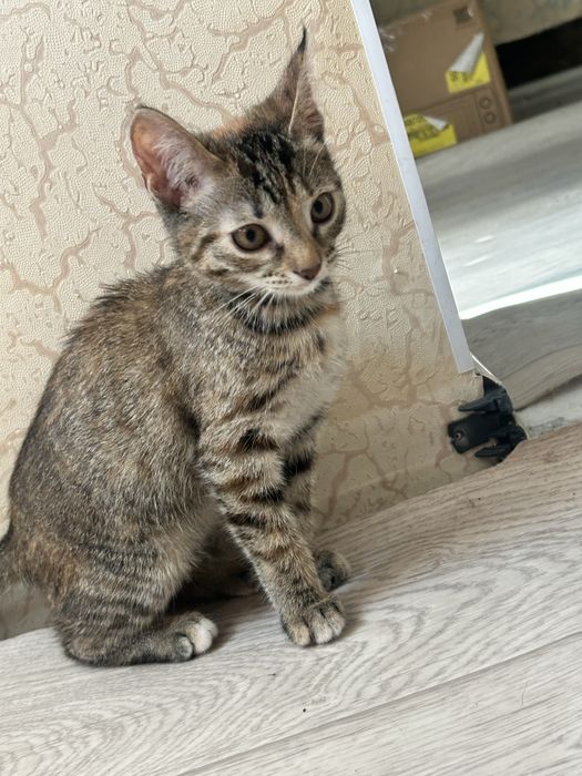 Отдаем 4 котят 3 девочки и 1 мальчик