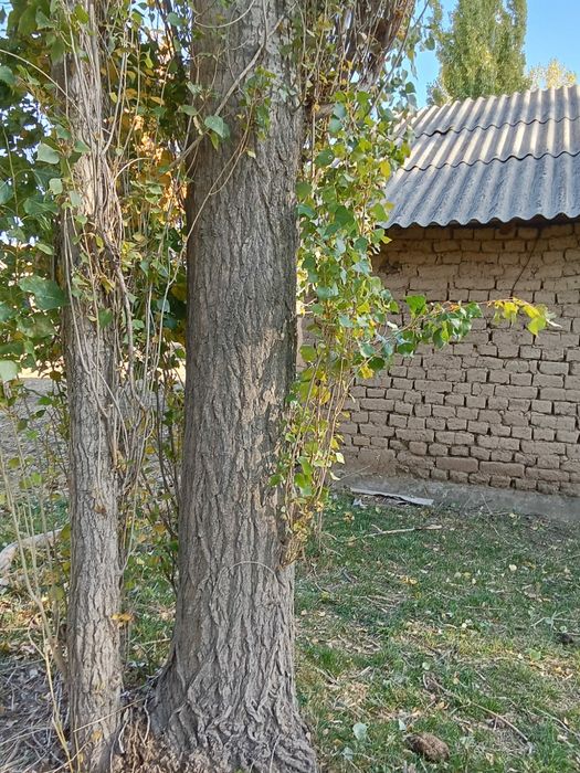 Терек сатылады..
