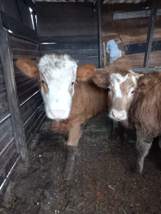 Продам подсосных телят