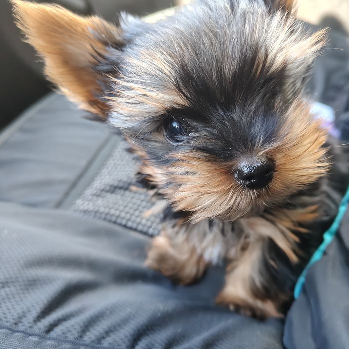 Йоркширски териер