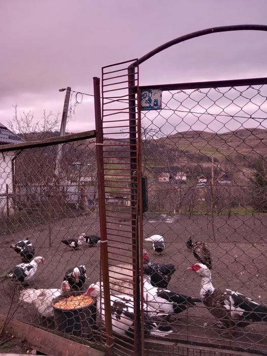 Pentru cine doreste.