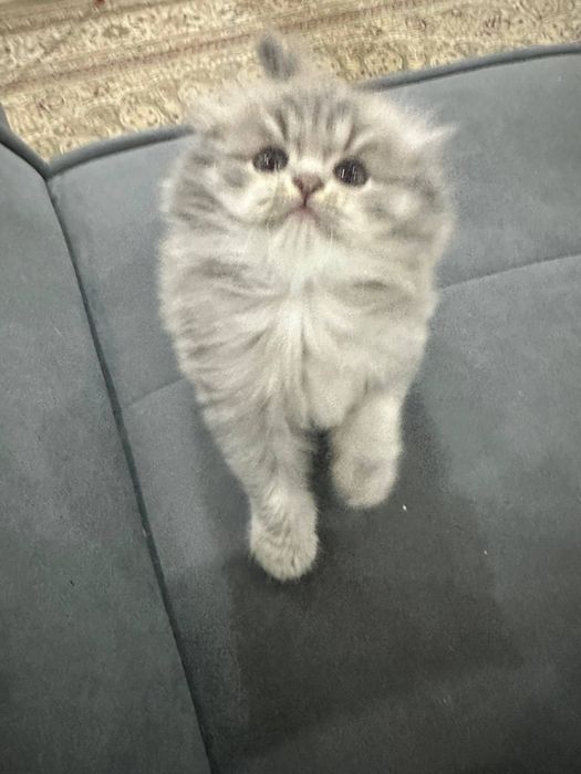 шотландский скоттиш-фолд и золотая шиншилла