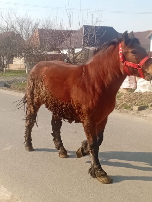 De vânzare o mânză