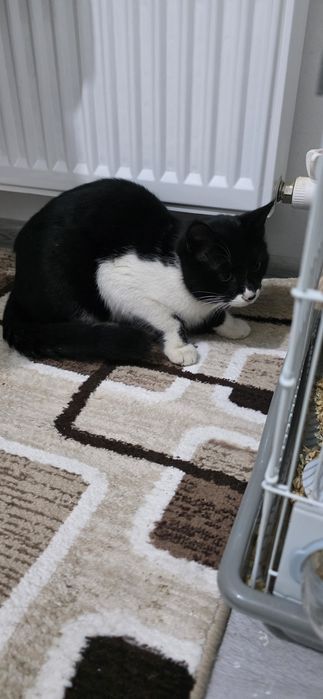 Отдам кота в добрые руки.