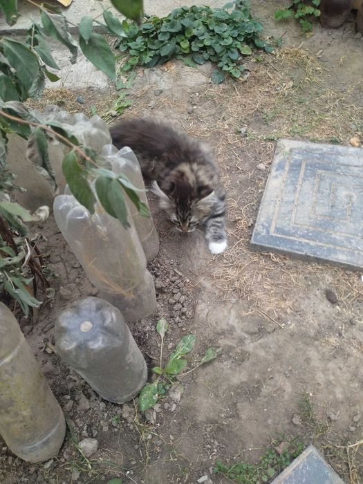 Котята бесплатно