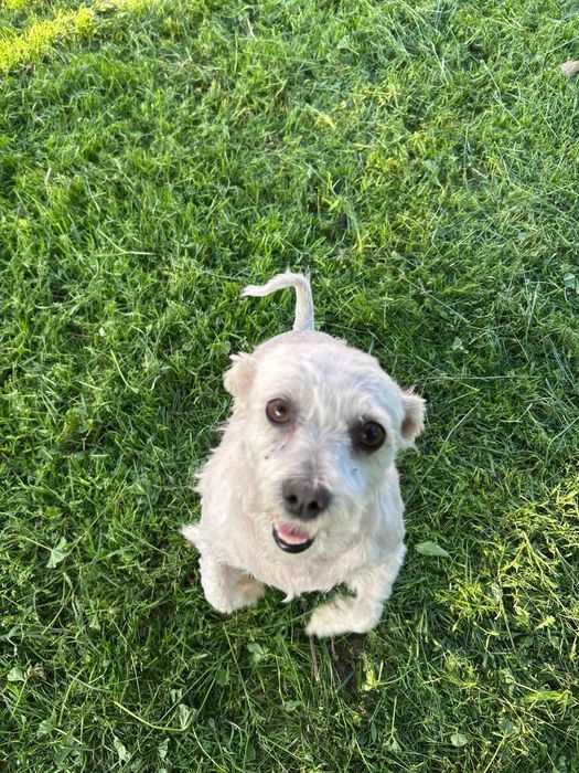 Donez bichon mini