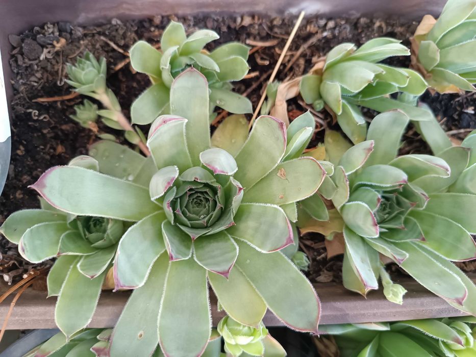 Дебела мара, помага за болки в ушите