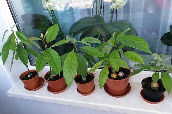 Авокадо выращивание в домашних условиях фото Авокадо выращивание в домашних условиях фото