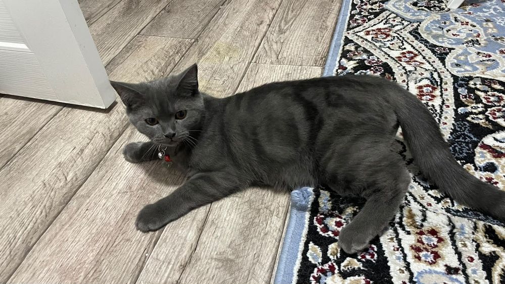 короткошерстная британец