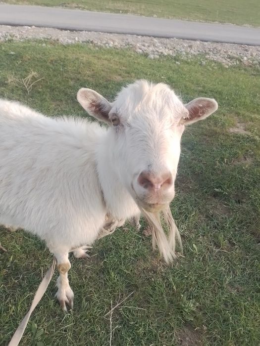 Орыс ешки сатылады