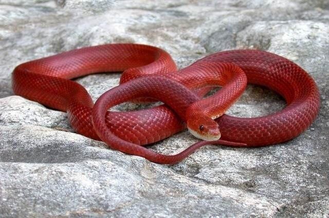 Маисовые полозы морфы blood red