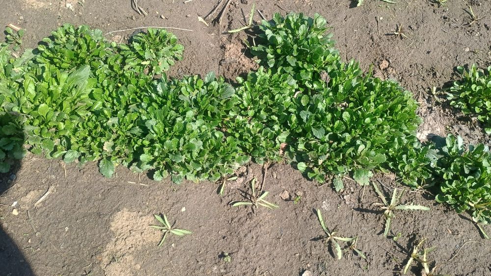 Рассада ромашки белая