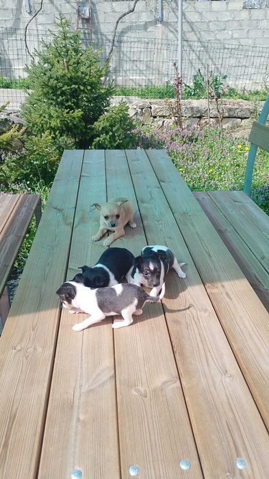 Продавам Чихуахуа