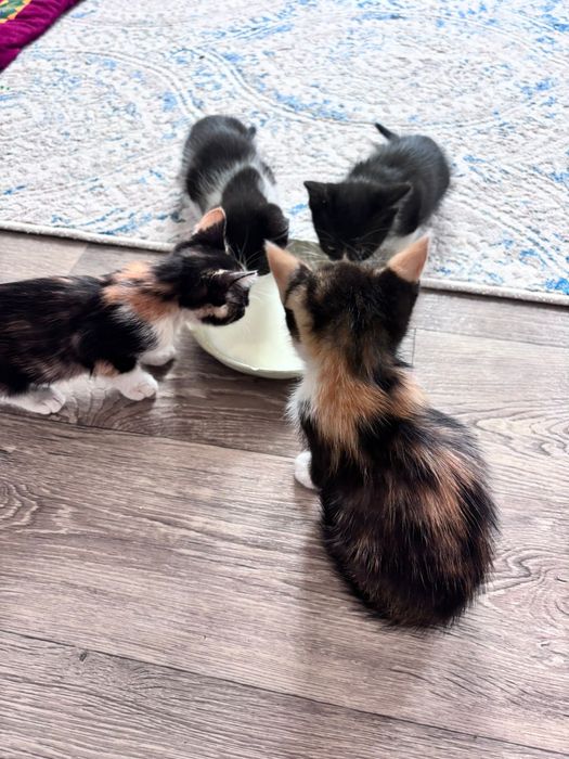 Отдам котят в добрые руки