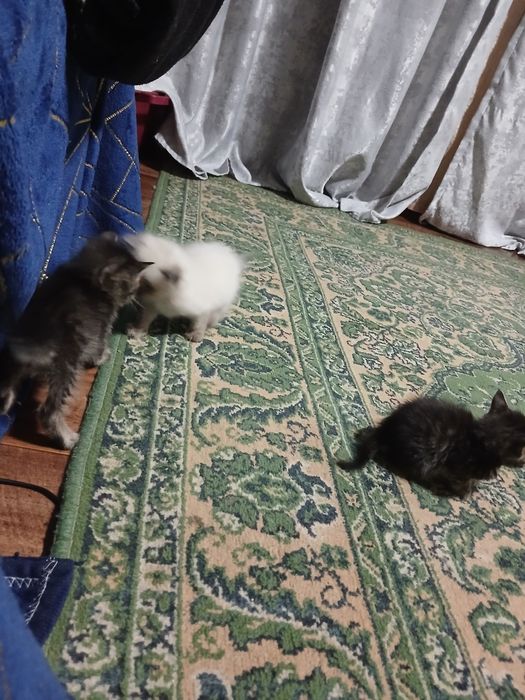 Отдам котят в добрые руки