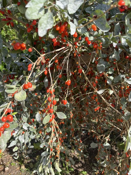 саженцы годжи ягоды лечебные