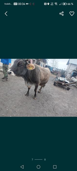 Vacă de vânzare frumoasă