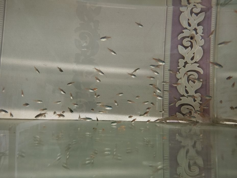 Неоны аквариумные рыбки