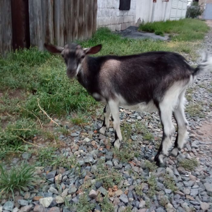 Продам 4х месячного козлика.