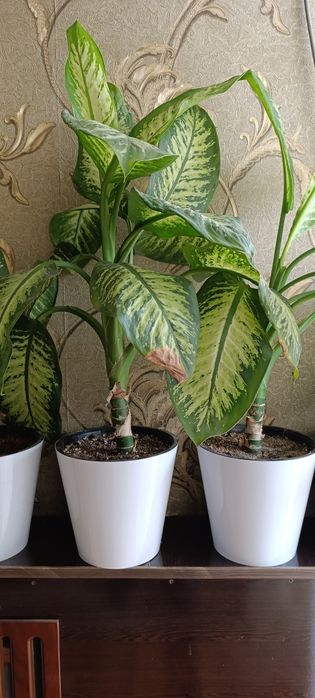 Дефинбахия, выращена в домашних условиях
