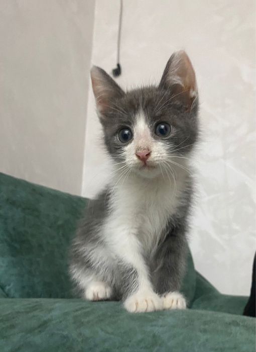 Кошка мальчик даром бесплатно