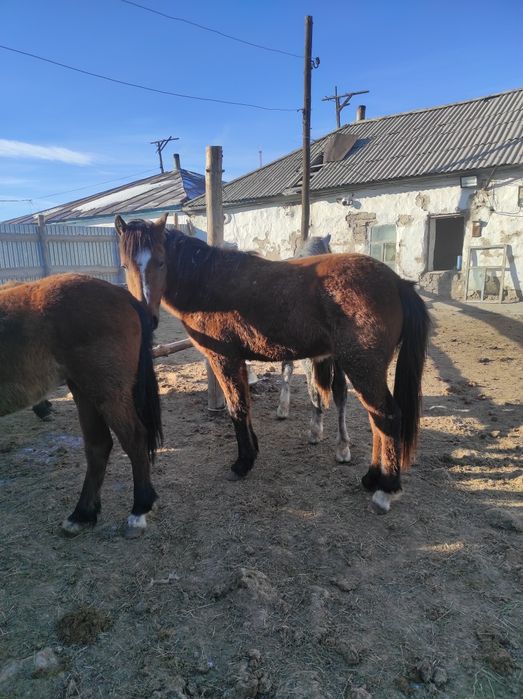 Айғыр, дөненшығар, тай, жабағы сатылады