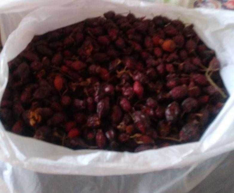 Продается свежий шиповник, экологически чистый, недорогой