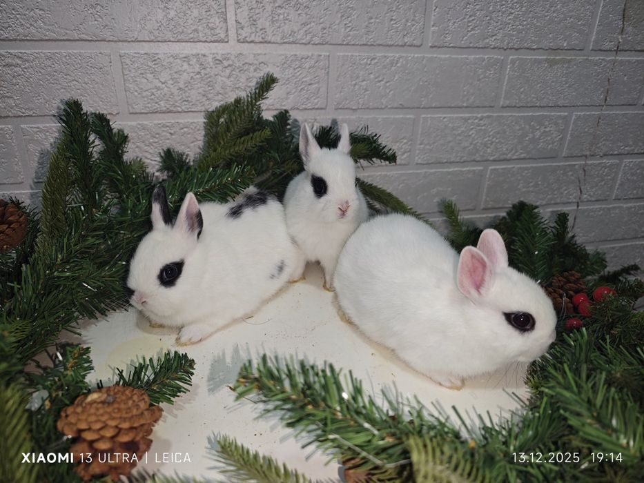 Кролики декоративные карликовые