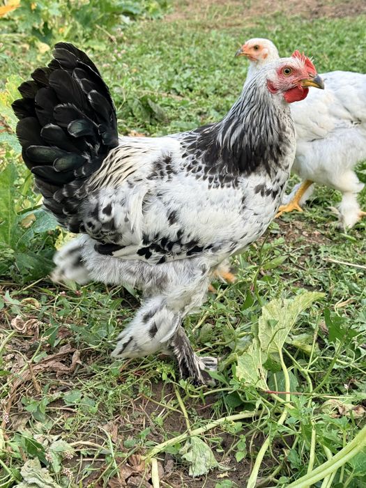 Vând cocoși barbosi si incaltati
