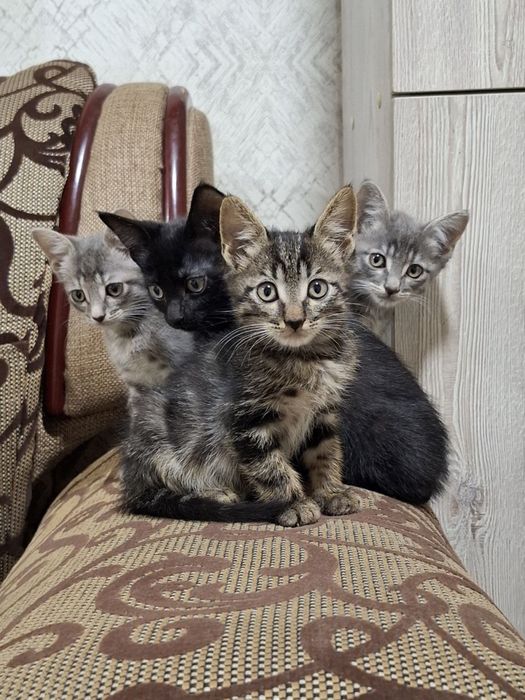 Котята здоровые для хороших рук