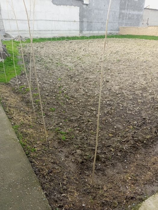 Тошкет шахрида  1 сотихи йер 11минг$ доллордан курук  йер сотилади