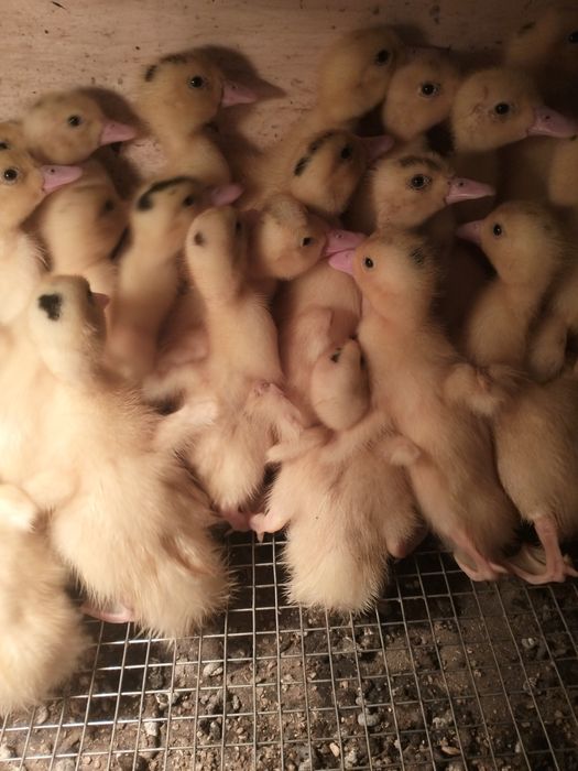 Продам утят мулардов