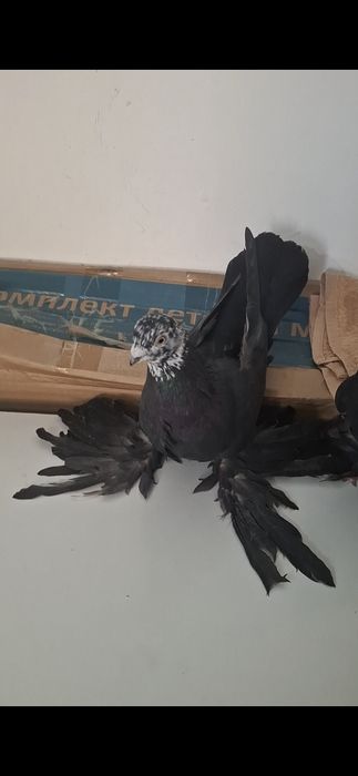 На продажу пара гульсаров