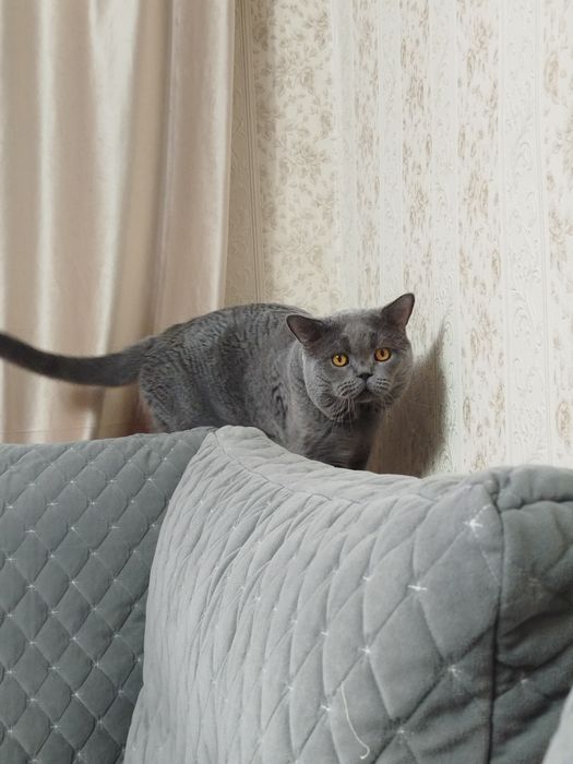 Кот вязка скотиш страйт.