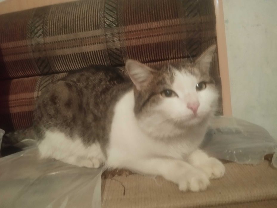 кошка в добрые руки