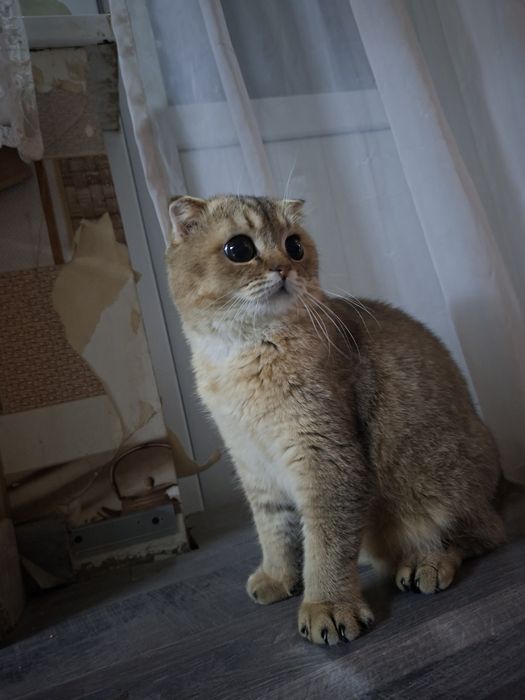 Скотш фолд прадаётся