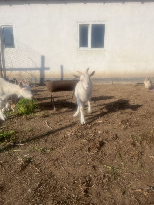 Заанен шыбыш сатамын