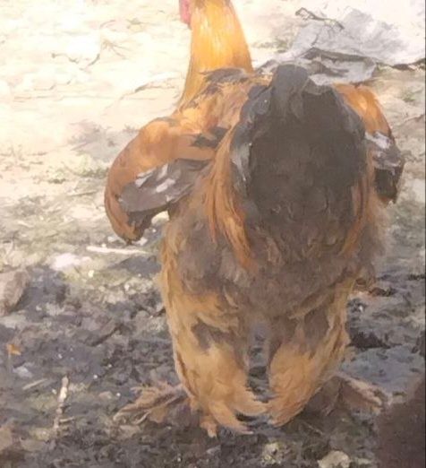 Брама жужалар сотилади гиган